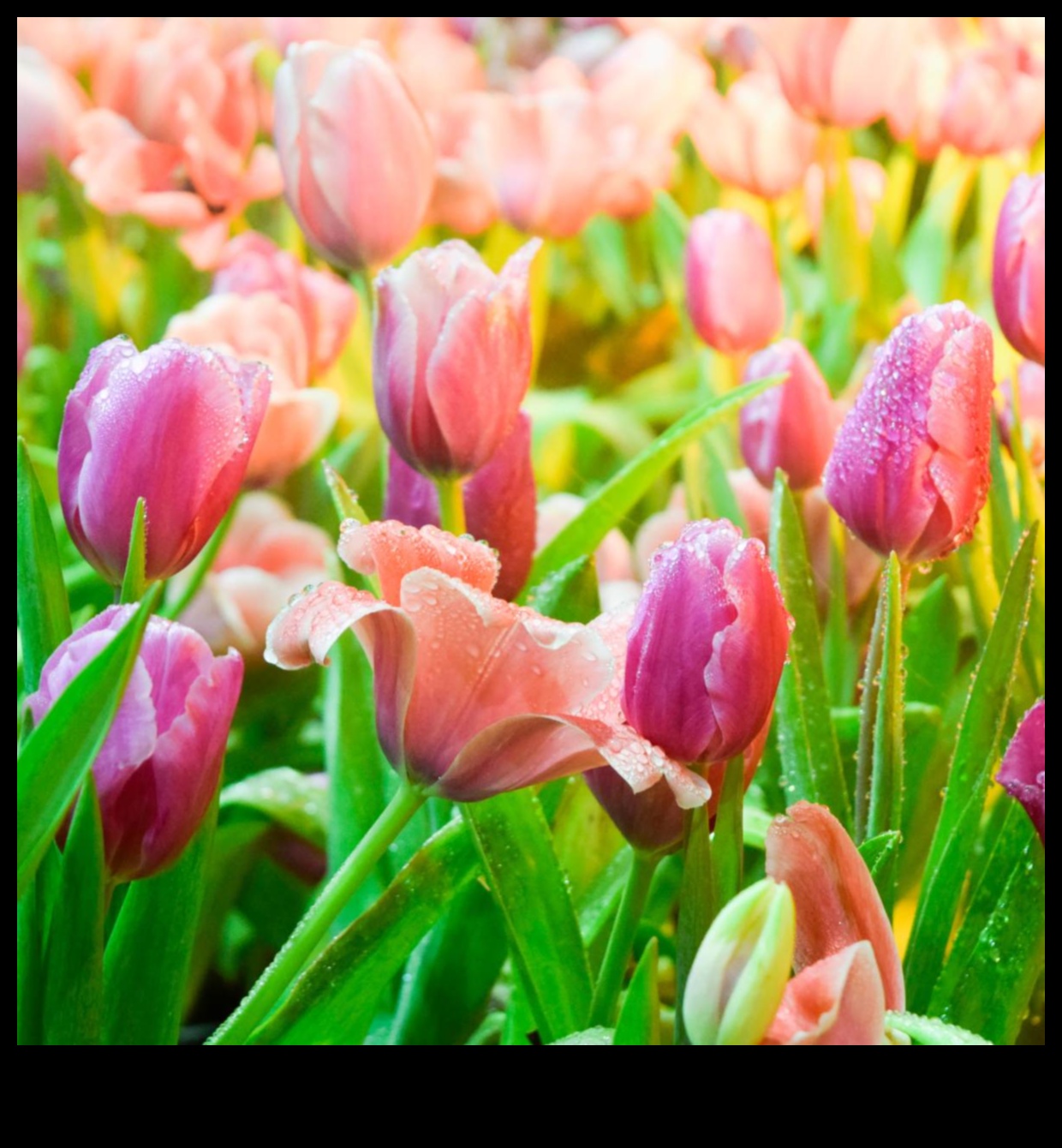 Πέταλα και πρόοδος: Ένα ταξίδι στη στοχαστική φροντίδα του κήπου