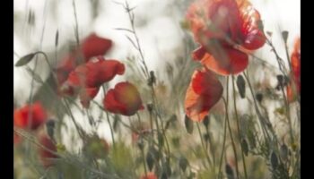 Blossoming Brilliance: The Poetry of Thoughtful Garden Care