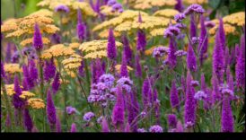 Nature's Palette: Ενσωματώνει χρώμα με διακόσμηση κήπου