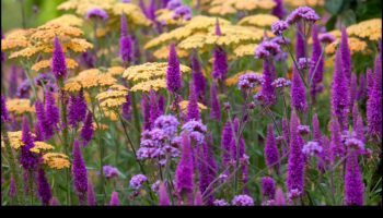 Nature's Palette: Ενσωματώνει χρώμα με διακόσμηση κήπου