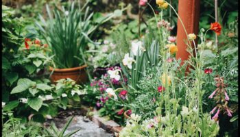 Nature's Secrets: Βασικές συμβουλές για έναν ακμάζοντα κήπο