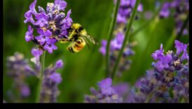 Pest-Proof Paradise: A Gardener's Guide to Flourishing Greens