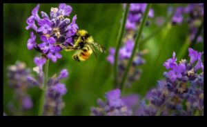 Pest-Proof Paradise: A Gardener's Guide to Flourishing Greens