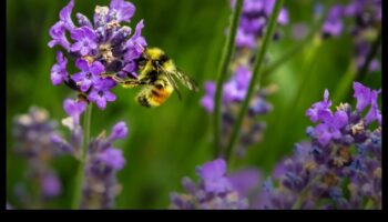 Pest-Proof Paradise: A Gardener's Guide to Flourishing Greens