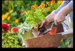 Paradise Proof Pest: Fortifying Your Flourishing Garden