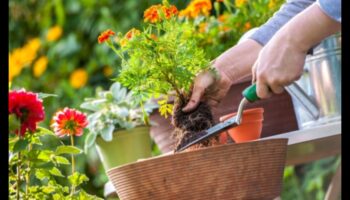 Paradise Proof Pest: Fortifying Your Flourishing Garden