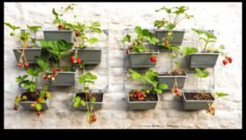 City Blooms: Urban Gardening Tips για μικρούς χώρους