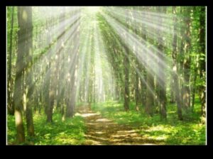 Sanctuary in Nature: Ecological Reserves Explored