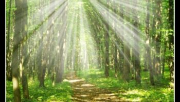 Sanctuary in Nature: Ecological Reserves Explored